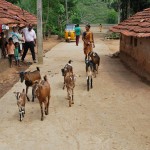 A Bhagata Women Herd Approaching Village Mashada